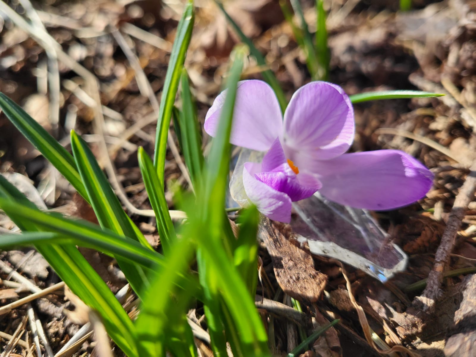 Wiosna, ach to TY….